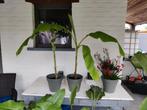 musa basjoo te koop, Tuin en Terras, Planten | Tuinplanten, Ophalen