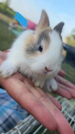 Baby konijntjes TE KOOP, Dieren en Toebehoren, Geslacht onbekend, Dwerg, 0 tot 2 jaar