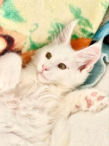 Witte Maine Coon kittens uit uniek bloedlijn met stamboom ! beschikbaar voor biedingen