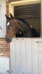 Dressuurpaard, Dieren en Toebehoren, Merrie, Dressuurpaard, L, 11 jaar of ouder