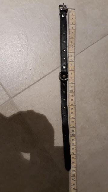 Collier et laisse pour chiens  beschikbaar voor biedingen