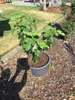 Vijgenboom, Tuin en Terras, Ophalen, Minder dan 100 cm, Volle zon, In pot