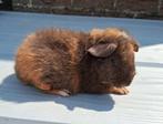 Mooie cavia beertjes mogen mama verlaten, Mannelijk, Cavia, Tam