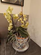 Prachtige orchidee met pot, Ophalen of Verzenden