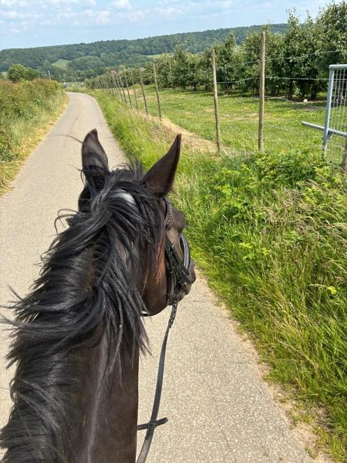 Bijrijder gezocht/ Reitbeteiligung zu vergeben, Dieren en Toebehoren, Paarden en Pony's | Overige Paardenspullen, Ophalen