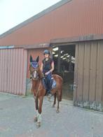 3 jarige ruin, Dieren en Toebehoren, Paarden, Springpaard, Minder dan 160 cm, Ruin, Zadelmak