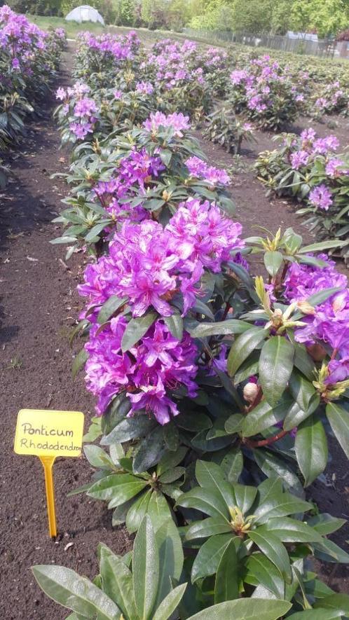 rhododendrons, Jardin & Terrasse, Plantes | Arbustes & Haies, Arbuste, Rhododendron, Moins de 100 cm, Enlèvement