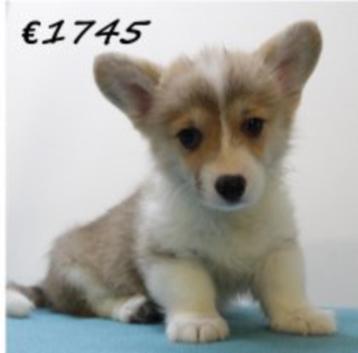 Charmants petits Welsh Corgi mâles - à vendre, 15 semaines à 1 an, Chien (mâle), Parvovirose, Autres races