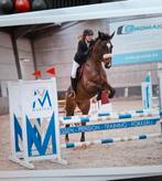 Allegro (allrounder/springpaard), Dieren en Toebehoren, Springpaard, Ruin, L, 7 tot 10 jaar