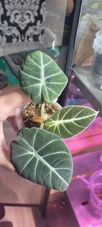 Alocasia black velvet te koop, Ophalen