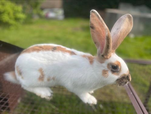 Reuzenvlinder/lotharinger (driekleur), Dieren en Toebehoren, Konijnen