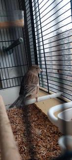 Kanarie pop van 2025, Dieren en Toebehoren, Vogels | Kanaries