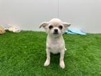 Chihuahua pups, Dieren en Toebehoren, België, 8 tot 15 weken, CDV (hondenziekte), Meerdere