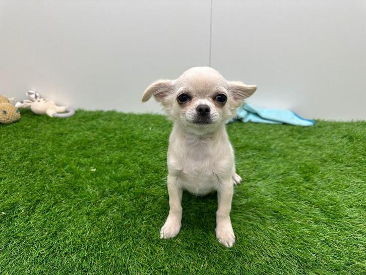 Chihuahua pup, Dieren en Toebehoren, Honden | Chihuahua's en Gezelschapshonden, Reu, Chihuahua, Fokker | Professioneel, Eén hond