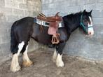Dappere merrie Irish Cob, Dieren en Toebehoren, Merrie, Gechipt, Zadelmak, 7 tot 10 jaar