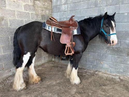 Dappere merrie Irish Cob, Dieren en Toebehoren, Pony's, Merrie, Zadelmak, D pony (1.37m tot 1.48m), Recreatiepony, 7 tot 10 jaar