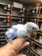 Blauw baby dwergpapegaai