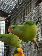 Barraband parkiet 2025, Dieren en Toebehoren, Geslacht onbekend, Parkiet, Geringd