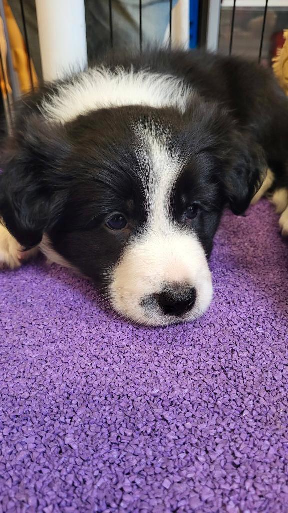 Border collie pups (reutjes, met stamboom), Animaux & Accessoires, Chiens | Bergers & Bouviers, Chien (mâle), Colley, Particulier
