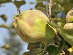 KWEEPEER STRUIKEN ( Cydonia Oblonga ), oa "Champion", Tuin en Terras, Planten | Tuinplanten, Volle zon, Vaste plant, Ophalen of Verzenden