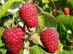 Framboos 'Polka'/Rubus ideaus 'Polka', Tuin en Terras, Planten | Tuinplanten, Ophalen of Verzenden