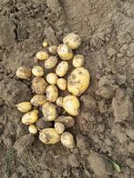 Nieuwe aardappelen vitabella, Ophalen, Knol
