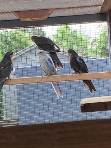 Rosella Parkieten beschikbaar voor biedingen