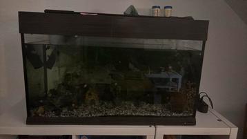 Volledig aquarium ter overname - met vissen, slakjes,… beschikbaar voor biedingen