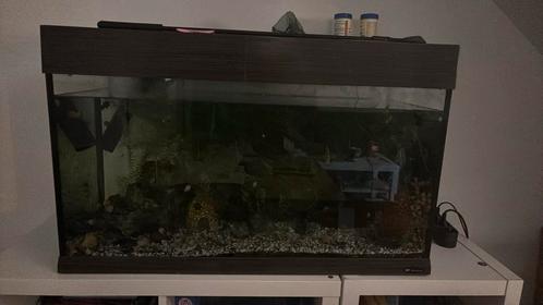 Volledig aquarium ter overname - met vissen, slakjes,…, Dieren en Toebehoren, Vissen | Aquaria en Toebehoren, Gebruikt, Gevuld zoetwateraquarium