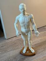 Body Model for meridian points, Ophalen, Zo goed als nieuw