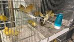 Gele kanaries - Koppels - Winkel en Webshop, Dieren en Toebehoren, Vogels | Kanaries