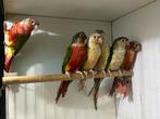 Pyrrhura molinae koppels red, pink, violet, Dieren en Toebehoren, Vogels | Parkieten en Papegaaien, Meerdere dieren, Parkiet, Geringd