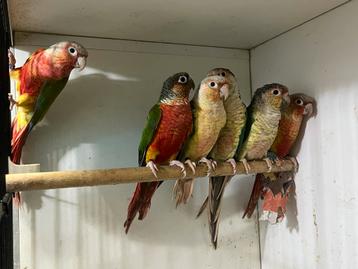 Pyrrhura molinae koppels red, pink, violet beschikbaar voor biedingen