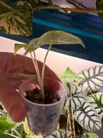 Alocasia Macrorrhiza Splash Baby n2, Verzenden