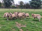 Stamboek ramlammeren rouge de l'ouest, Dieren en Toebehoren, Schapen, Geiten en Varkens