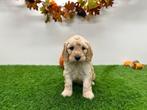 Nestje Cockapoo pups
