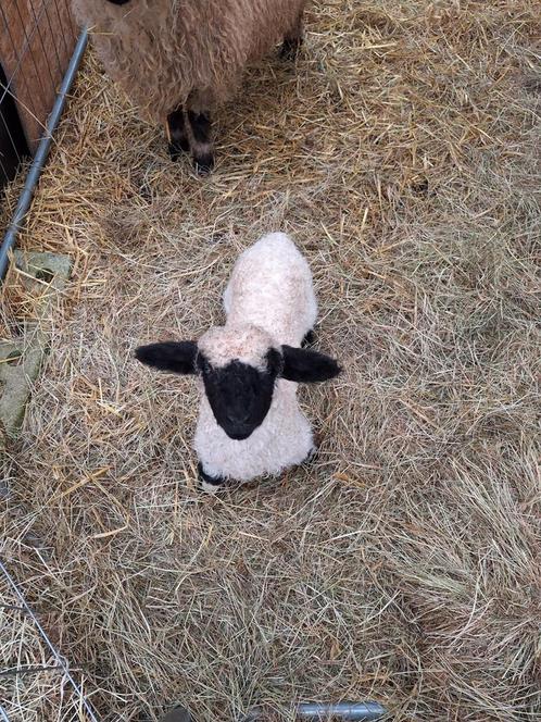 Walliser schwarznase ramlam / zwartneus ram, Dieren en Toebehoren, Schapen, Geiten en Varkens