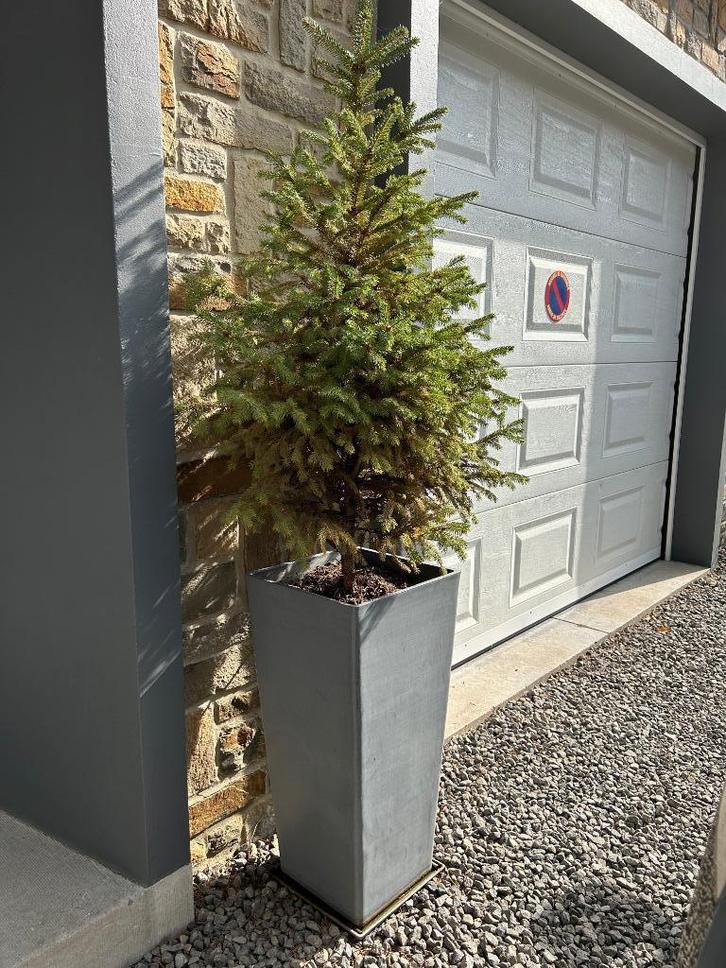 Grand ecopot + sapin Hauteur totale 150 cm, Tuin en Terras, Planten | Tuinplanten, Vaste plant, Overige soorten, Ophalen