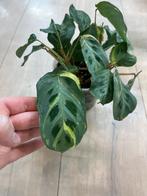 Maranta Kerchoveana Variegata, Huis en Inrichting, Kamerplanten, Ophalen of Verzenden