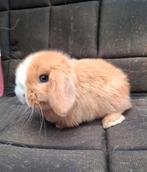 Heel knap minilopje, Dieren en Toebehoren, Konijnen, Mannelijk, Klein, Hangoor, 0 tot 2 jaar