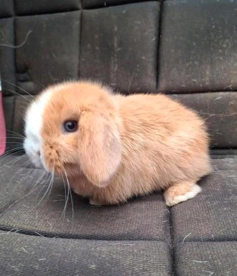 Heel knap minilopje, Dieren en Toebehoren, Konijnen, Klein, Mannelijk, 0 tot 2 jaar, Hangoor