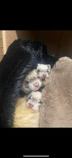 Zeer tamme fretten familie, Dieren en Toebehoren, Augustus, Meerdere dieren