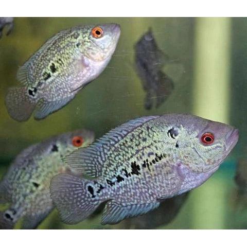 Jonge bloemhoorn 3-10cm, Dieren en Toebehoren, Vissen | Aquaria en Toebehoren, Ophalen
