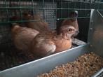 kwartel, Dieren en Toebehoren, Meerdere dieren, Overige soorten