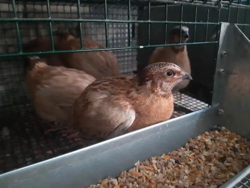 kwartel, Dieren en Toebehoren, Pluimvee, Overige soorten, Meerdere dieren