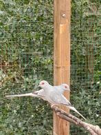 Diamantduiven, Dieren en Toebehoren, Meerdere dieren, Overige soorten