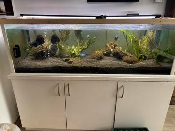 Aquarium te koop ZONDER vissen beschikbaar voor biedingen