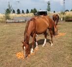 4 jarige springmerrie, Dieren en Toebehoren, Paarden, Merrie, Springpaard, Minder dan 160 cm, Z