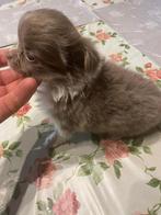 chihuahua pups echte mini raszuiver zeer mooie ! kleintjes, België, Fokker | Hobbymatig, 8 tot 15 weken, CDV (hondenziekte)