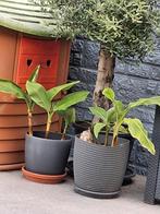 Bananenplanten (5), Tuin en Terras, Planten | Tuinplanten, Ophalen of Verzenden